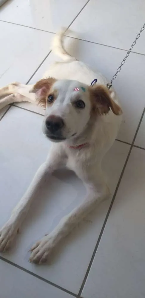 Cachorro raça Sem raça definida  idade 2 a 6 meses nome Mary Jane