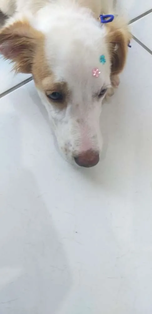Cachorro raça Sem raça definida  idade 2 a 6 meses nome Mary Jane