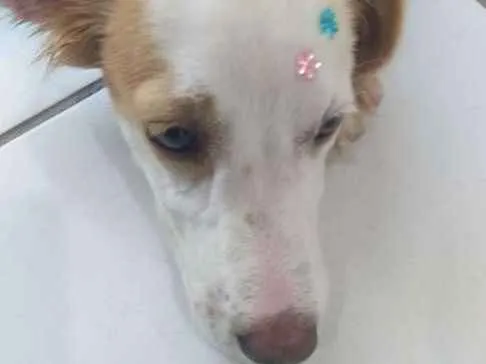 Cachorro raça Sem raça definida  idade 2 a 6 meses nome Mary Jane