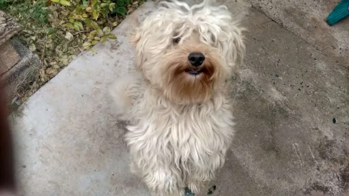 Cachorro ra a INDEFINIDA idade 3 anos nome TIBAG