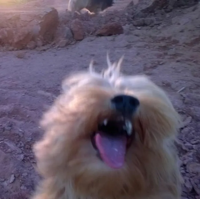 Cachorro ra a INDEFINIDA idade 3 anos nome TIBAG