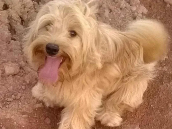 Cachorro ra a INDEFINIDA idade 3 anos nome TIBAG