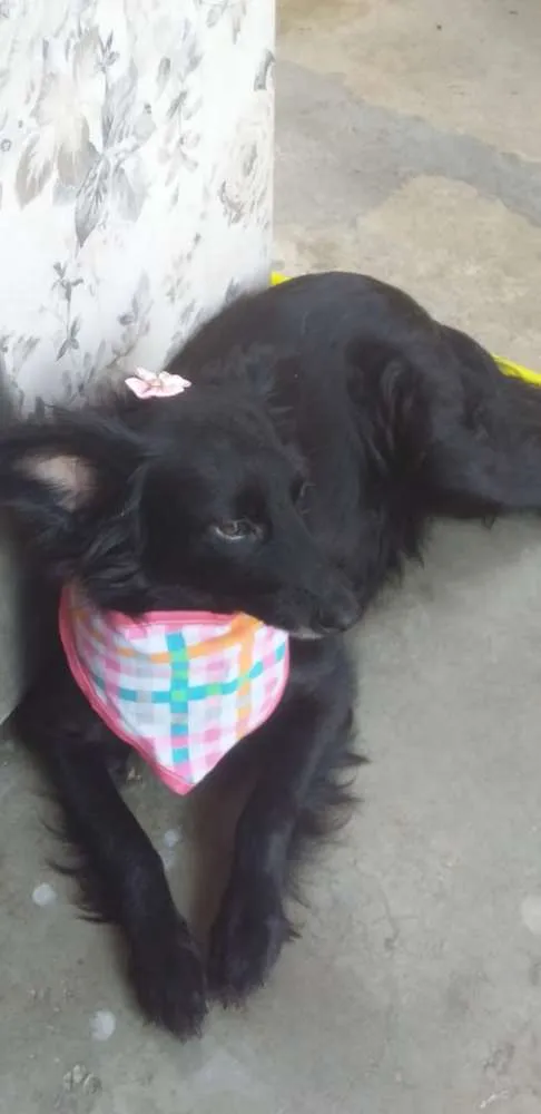 Cachorro ra a Srd idade 3 anos nome Luisa