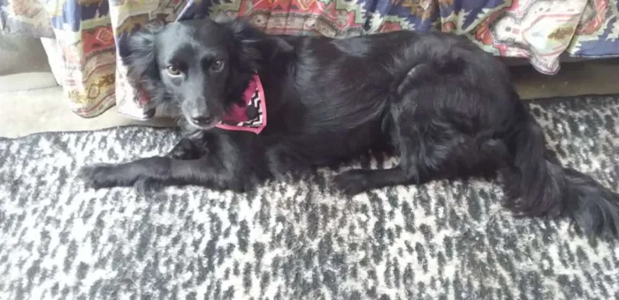 Cachorro ra a Srd idade 3 anos nome Luisa