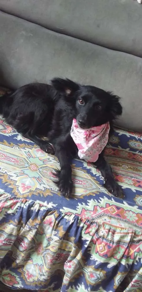 Cachorro ra a Srd idade 3 anos nome Luisa