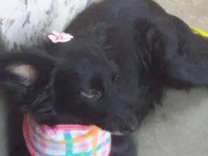 Cachorro raça Srd idade 3 anos nome Luisa