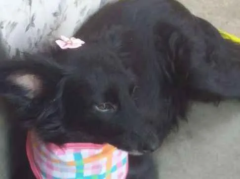 Cachorro ra a Srd idade 3 anos nome Luisa