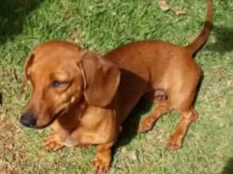 Cachorro ra a SRD idade 1 ano nome Teca 