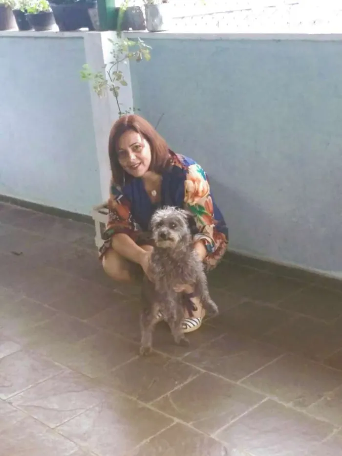 Cachorro raça Indefinida idade 4 anos nome Lep