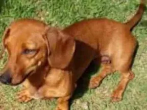 Cachorro raça SRD idade 1 ano nome Teca 