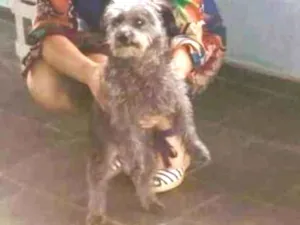 Cachorro raça Indefinida idade 4 anos nome Lep