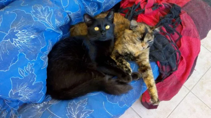 Gato raça  idade 2 a 6 meses nome Tição e ticnha