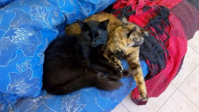 Gato raça  idade 2 a 6 meses nome Tição e ticnha
