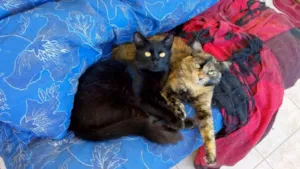 Gato raça  idade 2 a 6 meses nome Tição e ticnha