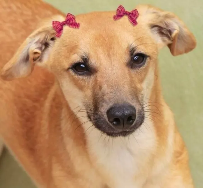 Cachorro ra a  idade 1 ano nome Belinha Filhote Peq.