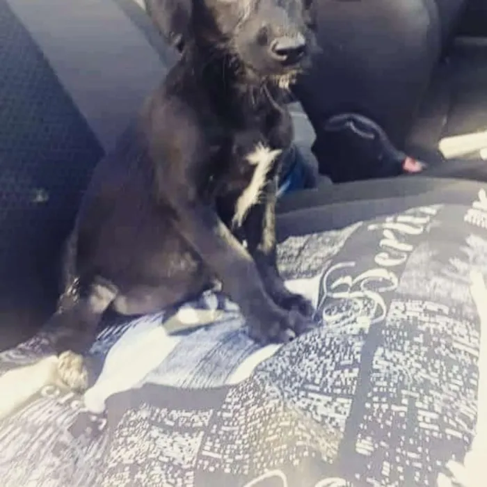 Cachorro raça SRD idade 2 a 6 meses nome Filhote Bety