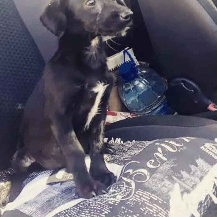 Cachorro raça SRD idade 2 a 6 meses nome Filhote Bety