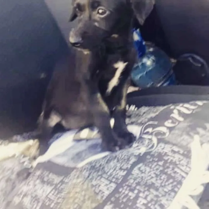Cachorro raça SRD idade 2 a 6 meses nome Filhote Bety