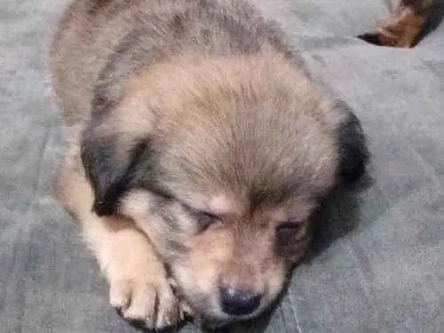 Cachorro ra a SRD idade 2 a 6 meses nome Sem nomes definidos