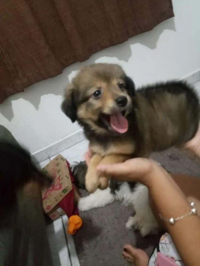 Cachorro ra a SRD idade 2 a 6 meses nome Sem nomes definidos