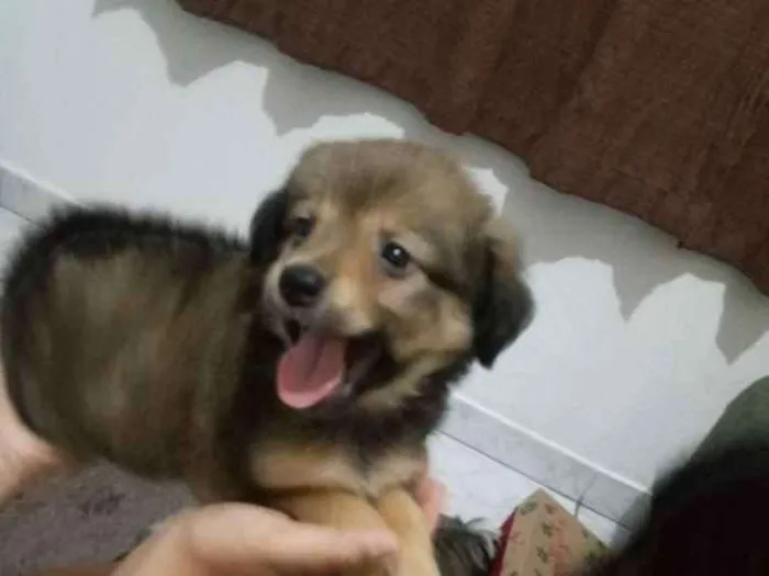 Cachorro ra a SRD idade 2 a 6 meses nome Sem nomes definidos