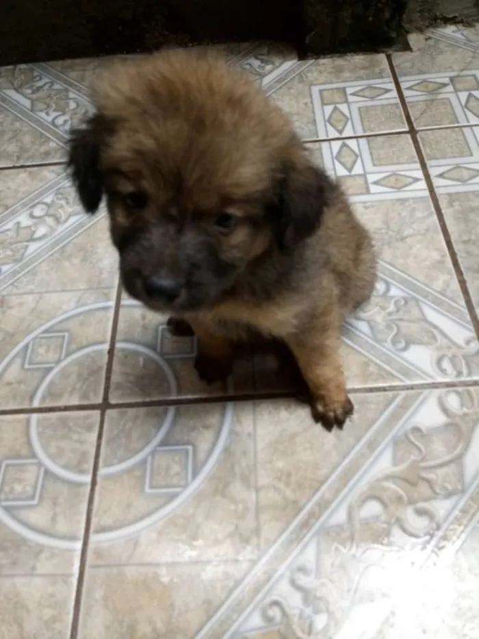 Cachorro ra a SRD idade 2 a 6 meses nome Sem nomes definidos