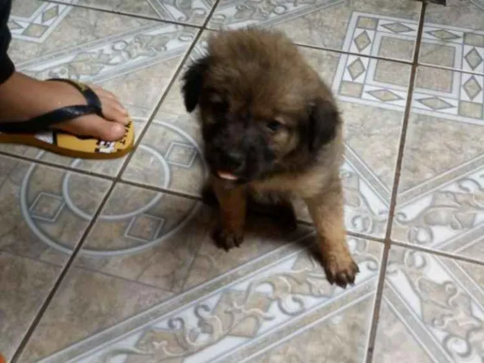 Cachorro ra a SRD idade 2 a 6 meses nome Sem nomes definidos