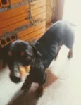 Linguicinha