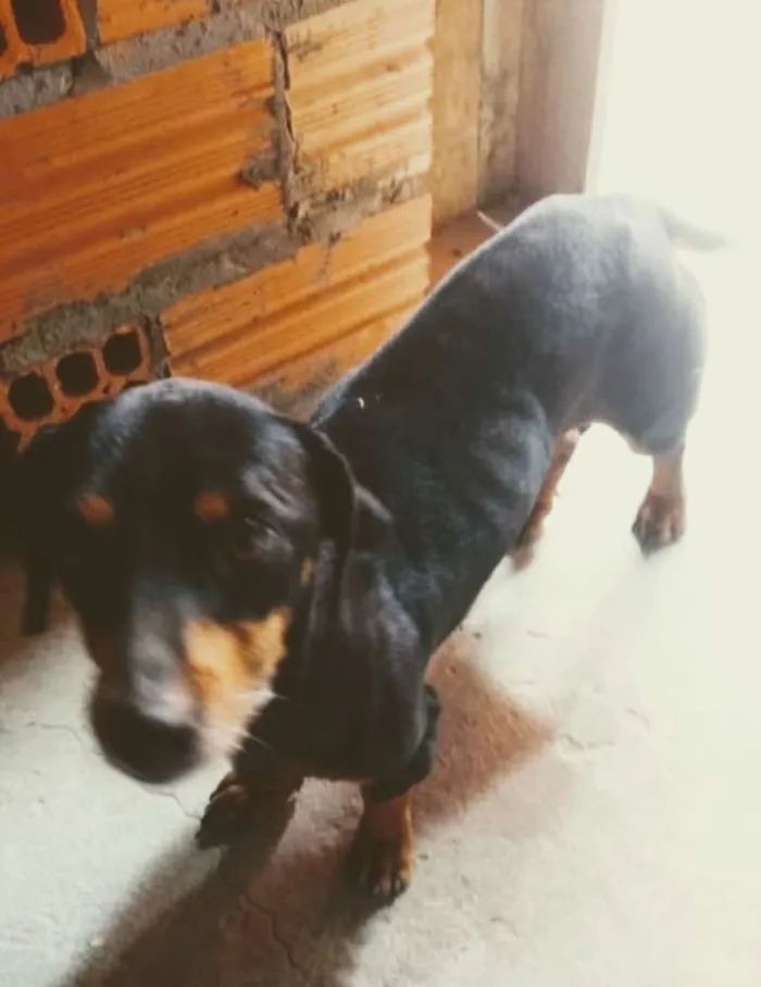 Cachorro raça Linguicinha idade 5 anos nome Linguicinha
