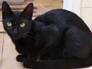 Gato raça SRD idade Abaixo de 2 meses nome Pretinhos
