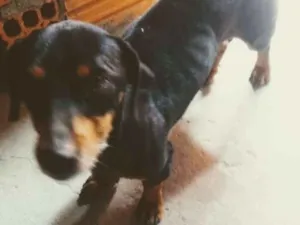 Cachorro raça Linguicinha idade 5 anos nome Linguicinha