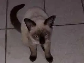 Gato raça Siês idade 2 a 6 meses nome Nino