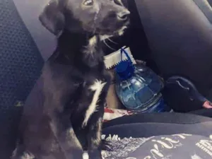 Cachorro raça SRD idade 2 a 6 meses nome Filhote Bety