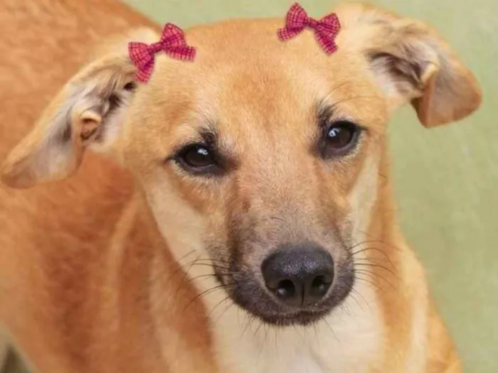 Cachorro ra a  idade 1 ano nome Belinha Filhote Peq.