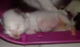 Miucha