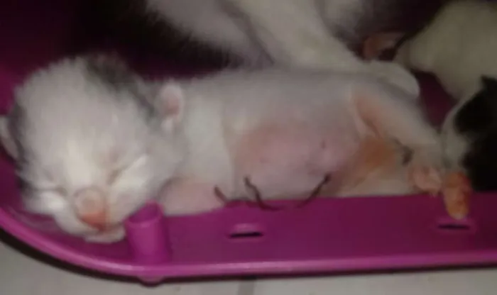 Gato ra a N sei idade 1 ano nome Miucha