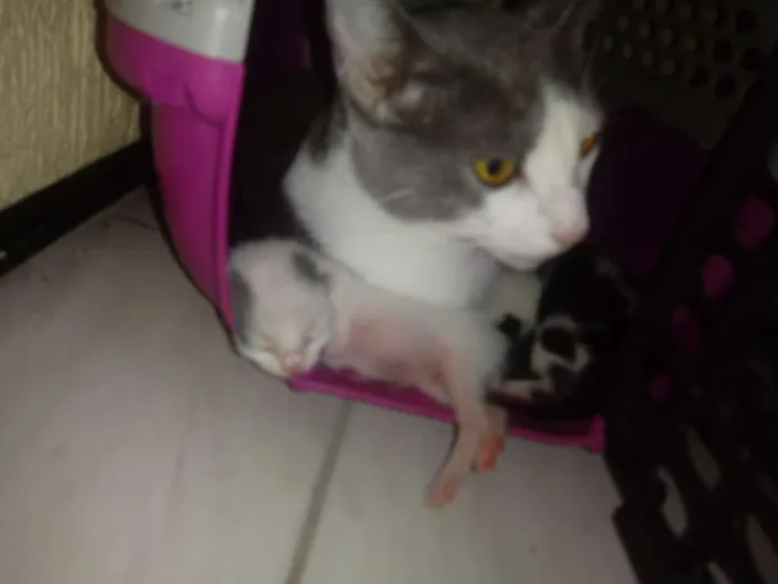 Gato ra a N sei idade 1 ano nome Miucha