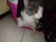 Miucha