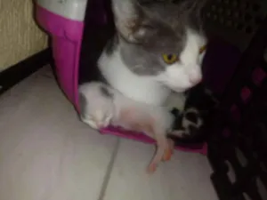 Gato raça N sei idade 1 ano nome Miucha