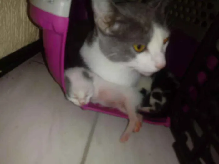 Gato ra a N sei idade 1 ano nome Miucha