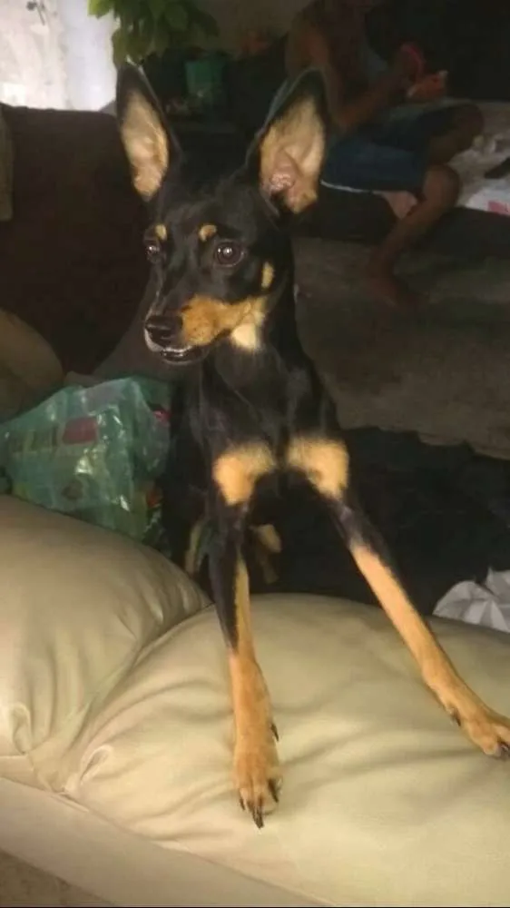 Cachorro ra a Mestiça  ( pinscher) idade 1 ano nome Bia 
