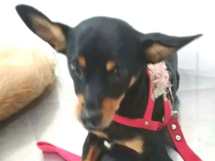 Cachorro ra a Mestiça  ( pinscher) idade 1 ano nome Bia 
