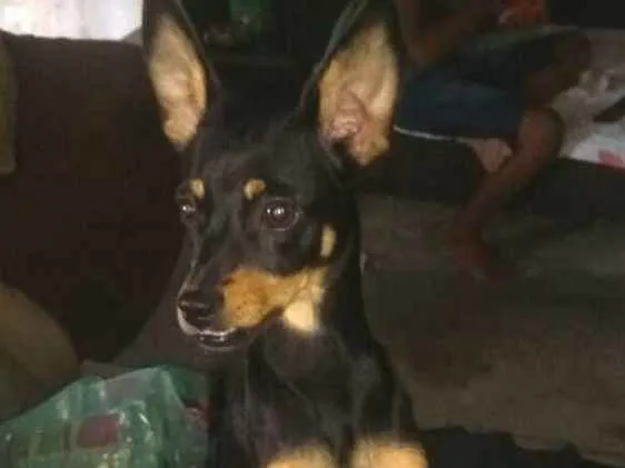 Cachorro ra a Mestiça  ( pinscher) idade 1 ano nome Bia 