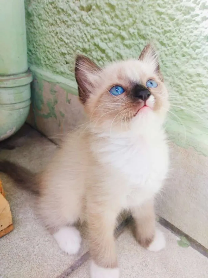 Gato ra a srd idade 2 a 6 meses nome sem nome