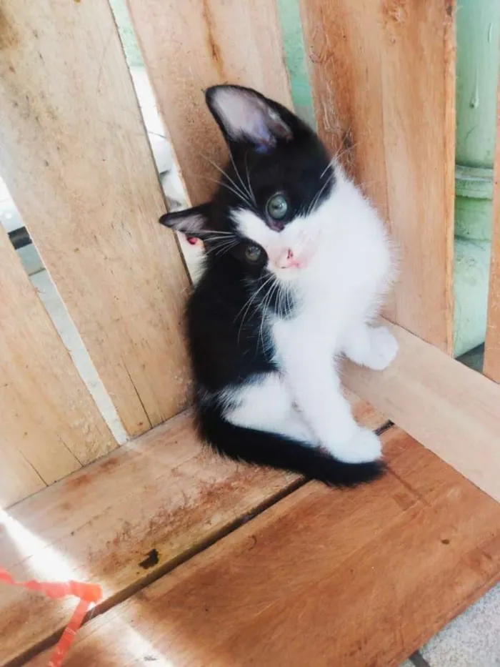 Gato ra a srd idade 2 a 6 meses nome sem nome