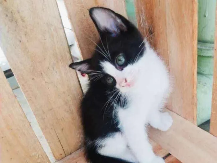 Gato ra a srd idade 2 a 6 meses nome sem nome