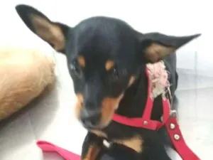 Cachorro raça Mestiça  ( pinscher) idade 1 ano nome Bia 