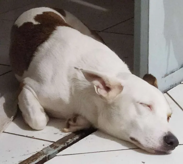 Cachorro raça Sem raça idade 1 ano nome Paçoca