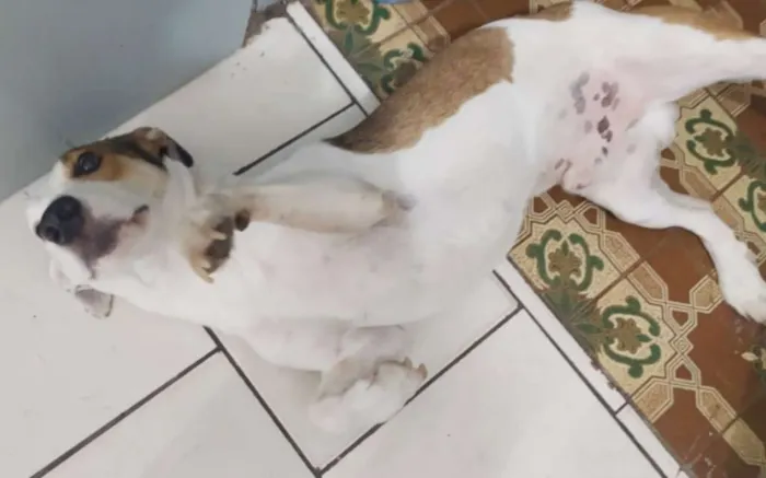 Cachorro raça Sem raça idade 1 ano nome Paçoca