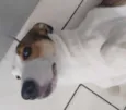 Paçoca